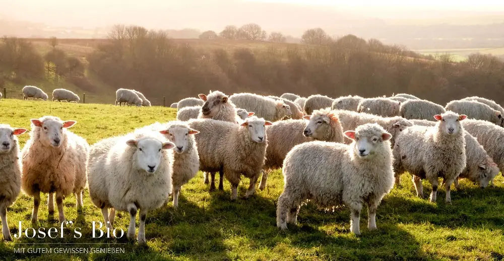 Der Hintergrund von Josef’s Bio: Von der Leidenschaft für Biofleisch