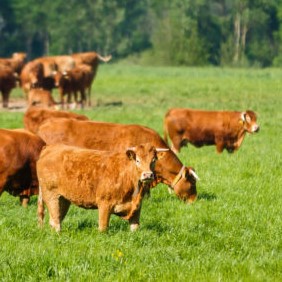 Viele Kühe grasen auf einer Weide