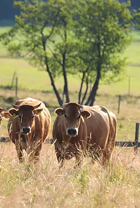 Zwei Bio Rinder auf der Sommerweide. Biofleisch-Herkunft