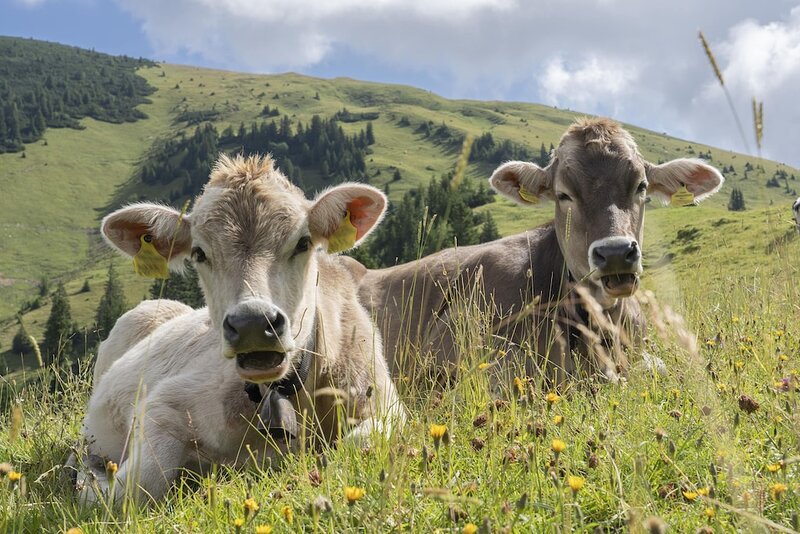 Biofleisch - Biofleisch kochen leicht gemacht Tipps für Einsteiger